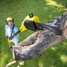 Best Lawn Mowing Services  in Avondale, PA